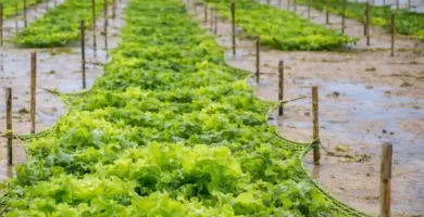 Cultivo ecológico de lechugas de mar.