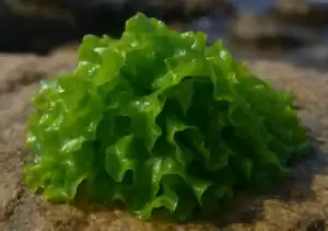 lechuga de mar (Ulva lactuca) fresca.